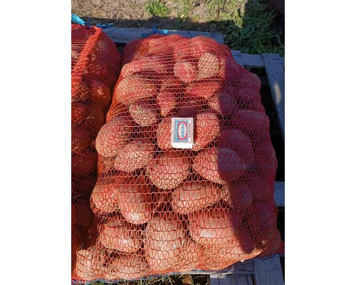 Купить Картофель свежий крупный красный в Перми